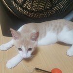우리집 고양이는 <b>종류</b>가 멀까요??