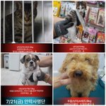 오늘 안락사 방사 되는 <b>명단</b>이에요ㅠㅠ 도와주세요