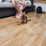 [고양이] 우리집 재간둥이 소개합니다