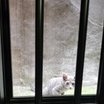 [고양이] (추가) 고양이 한마리때문에 요즘 깜짝깜짝 놀램ㅜ