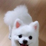 [강아지] 수우우퍼 <b>기요미</b> 김지하