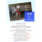 [강아지] 2키로의 착한 요키왕자 [<b>노마</b>]의 가족을 찾습니다