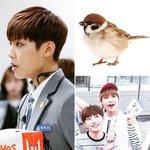 [워너원] 우진이 <b>참새</b> 이해안갔는데