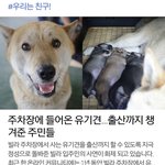 [큰멍멍이] 1년동안 동네 빌라주차장에서 유기견 생활을 했던 ,...