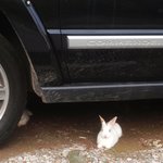 [드루와] <b>예전</b>에 찍었던 토끼 사진ㅎㅎㅎ