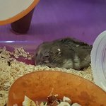 [EXO] 야 우리집 햄찌 죽을 거 같은데 진짜 어떡하냐