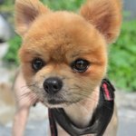<b>환희</b>/포메라이언/남아(중성화완료)/3.5kg/4살  *구조된 아이들...