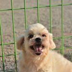 료)/2살/3kg  행복 가득한 <b>나날</b>들을 왕자에게 선물해주세요.