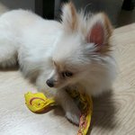 [강아지] (강서구)포메라니안 주인 찾습니다