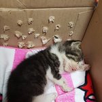 [고양이] 새끼고양이 어떻게 해야 될지 모르겠네요 ㅠㅜ