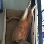 울집 고양이 두마리 보고가세요~