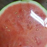 ++추가)<b>수박</b> 모자이크병 허위기사피해