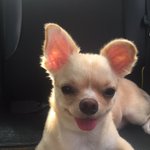 [강아지] 치와와는 사랑입니다