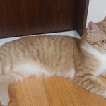 지역 서울 2살된 치즈태비 남아입양보내려 합니다...(중성화 0)