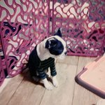 [강아지] 보스턴테리어 마리 2탄 !!