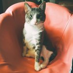 [고양이] 우리 집 귀염둥이 고양이 마루 사진 보고가세용~~