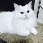 [고양이] 내사랑 못냄이들 "<b>만</b>.또.아.<b>리</b> 네"