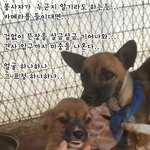 [<b>동행</b>세상] 구조의 손길이 필요한 아이들의 임시 보호처가 되어주세요...