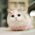지금 <b>염색</b>한다 추 겨울방학에 <b>염색</b>한다 반