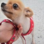 공주/포메라<b>이언</b>/여아/2.5kg/4살  *구조된 아이들중에 가장...