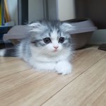 고양이 달이