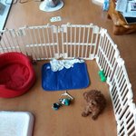 [방탄소년단] <b>홀리</b>의 역변