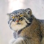 사람처럼 표정 짓는다는 '마눌고양이'