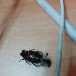우리집에 풍뎅이 와서 갑자기 알?<b>유충</b> 낳음..