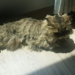 <b>햇빛</b>고양이 미호