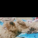 [EXO] 다들 우리 멍멍이나 보면서 <b>진정</b>해라