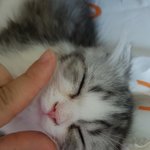 고양이 달이 2탄