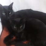 [고양이] 함께라 행복해요~~
