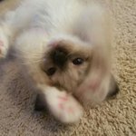 [고양이] 바나 업데이트합니다.