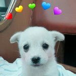 [강아지] 우리 샌디 어떡해ㅠㅠㅠㅠ