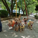 [강아지] 음식물 쓰레기를 주워먹으며 살아온 성건동 아이들