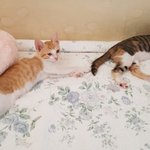[고양이] 쓰레기통에 고의적으로 유기된 고양이 우리와 두리 입니다~...