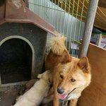 [강아지] <b>모란</b>시장에 팔려가던 엄마강아지와 아기들