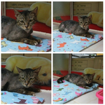 작고 여린 유기묘.. <b>다솜</b>이도 집에 가고 싶어요..