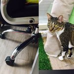 [고양이] 저희 회사에 고양이 두마리에 집사는 여러명