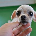 분홍/말티즈/여아/2kg/4살  *작은 체구를 가진 <b>아담</b>한 분홍입니다.