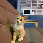 [고양이] 추가****추가) 폭설에 길냥이 ㅜ (폭염)