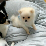 인천 2개월 반 <b>포메</b> 임시보호중이거나 보신분 계신가요