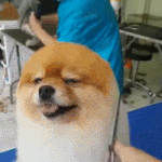 [EXO] 길거리 <b>설문</b>조사 엑소편