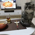 [고양이] 내 사진 안보면 평생 후회할꺼라옹