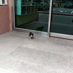 [고양이] 아파트에 새끼고양이 어떡하죠ㅠㅠ