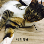 [고양이] 윙크하는 <b>걸리</b> 귀여운 <b>걸리</b> 짤