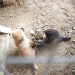 [큰멍멍이] 1년동안 동네 빌라주차장에서 유기견 생활을 했던 ,...