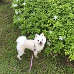 [강아지] 우리집 댕댕이 웃어<b>보시</b>개