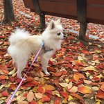 [강아지] 우리<b>집</b> 댕댕이2