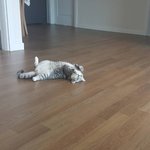 [고양이] 우리집 고양이 <b>브라더</b> 아콩이 &amp; 재콩이 입니다. 귀엽게...